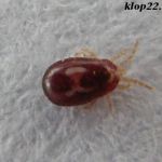 Дом без насекомых барнаул без выходных