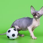 Котята, пары породы канадский сфинкс.