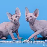 Котята, пары породы канадский сфинкс.