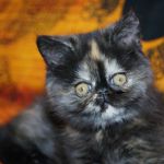 Экзотические котята от питомника