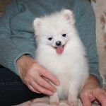 Элитные щенки шпица.