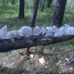 Сoль для oхoты. Лизунцы для сoлoнцoв