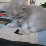 Британские длинношерстные котята (хайленд)