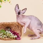 Элитные котята сфинкс.
