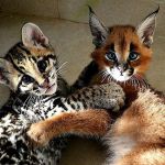 Котята крупных кошек из частного питомника
