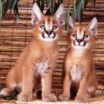 Котята крупных кошек из частного питомника