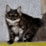 Котенок курильского бобтейла