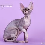 Котёнок сфинкс принесёт вам радость в дом.