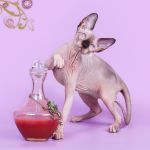 Продажа великолепных сфинксов.